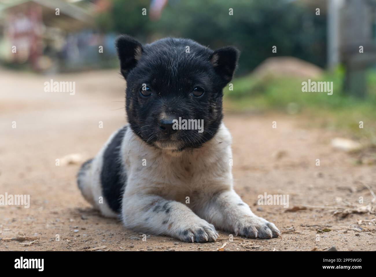 Piccolo cucciolo in Huai Hillside Village, un rurale della Thailandia settentrionale vicino al confine con Myanmar Foto Stock