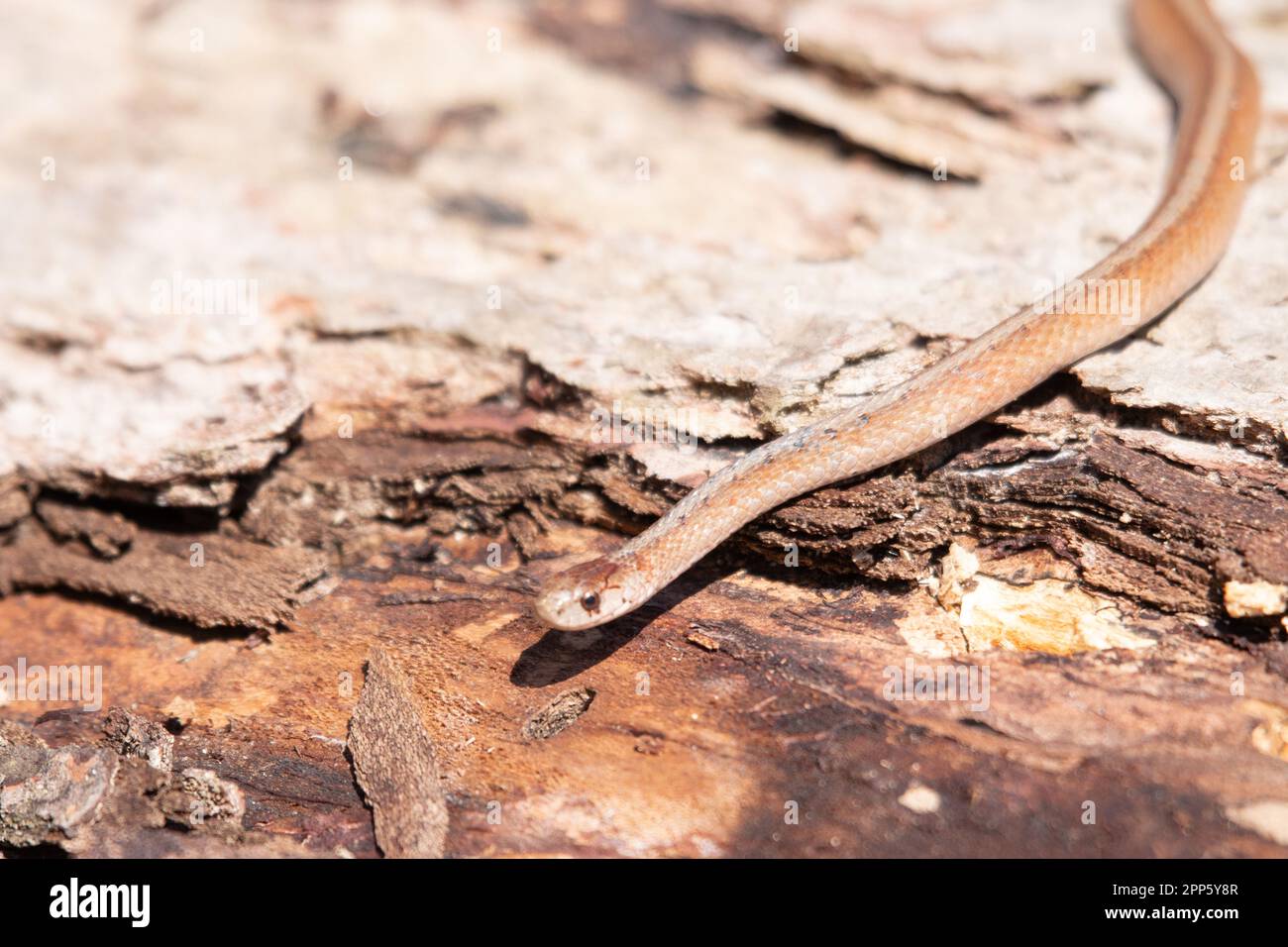 Serpente marrone di Dekays in Canada Foto Stock