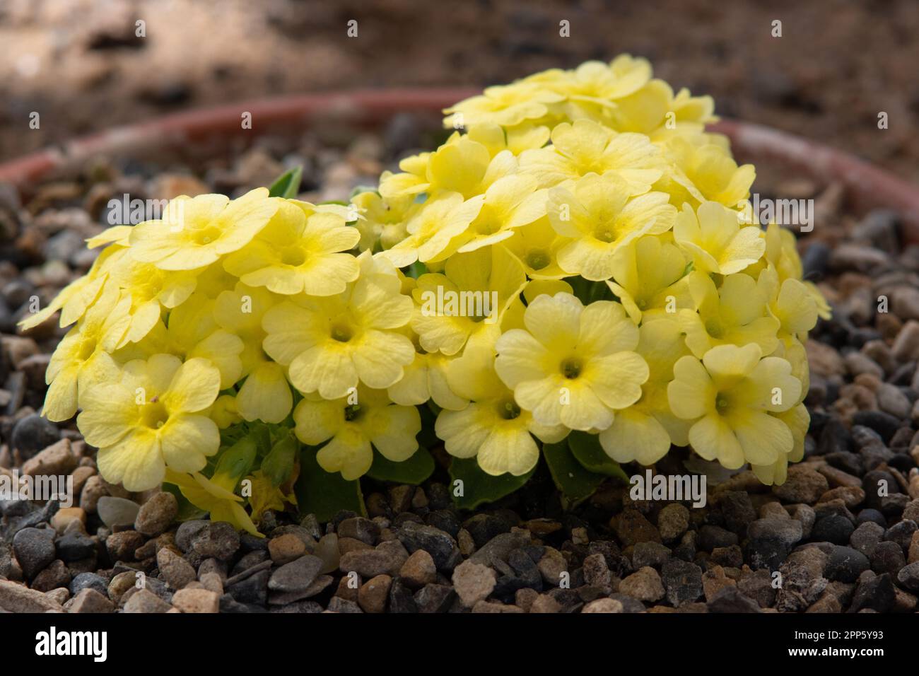 Zafferano Primula indum Foto Stock