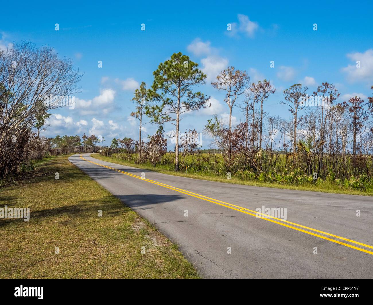 Mahogany Hammock Road nel parco nazionale delle Everglades, nel sud della Florida USA Foto Stock