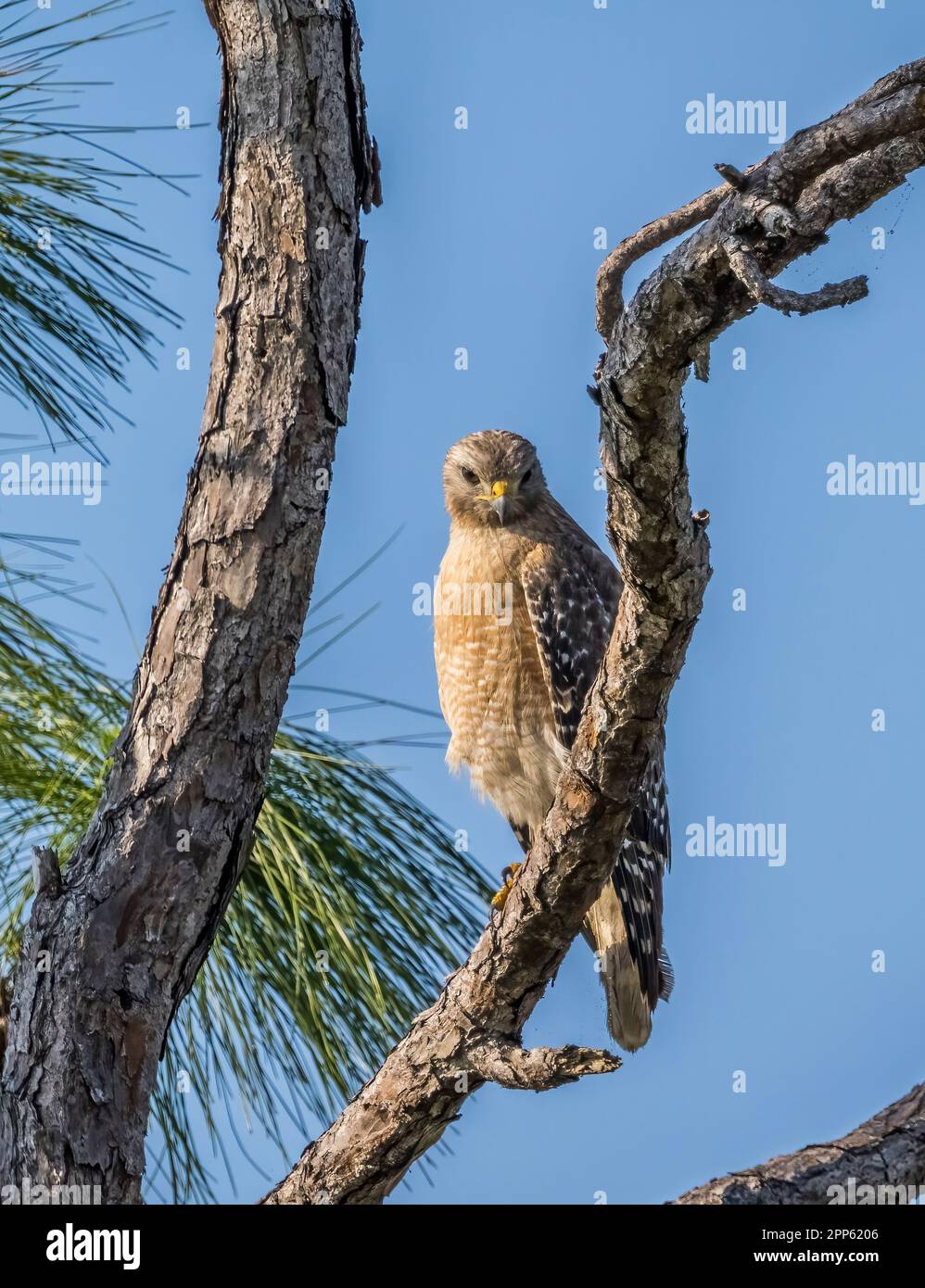 Falco rosso nella zona di Mahogany Hammock del Parco Nazionale delle Everglades nel sud della Florida USA Foto Stock