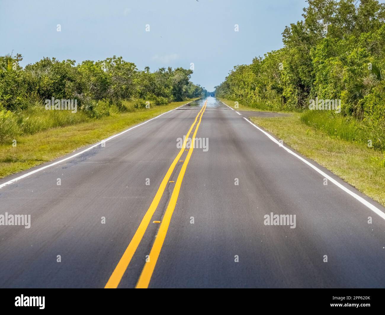 Main Park Road nel parco nazionale delle Everglades, nel sud della Florida, Stati Uniti Foto Stock