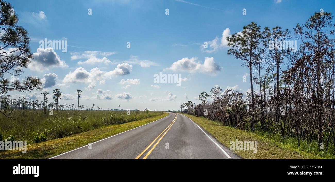 Main Park Road nel parco nazionale delle Everglades, nel sud della Florida, Stati Uniti Foto Stock