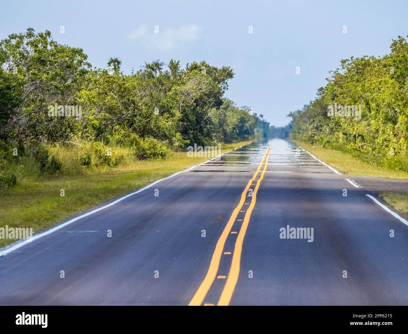 Main Park Road nel parco nazionale delle Everglades, nel sud della Florida, Stati Uniti Foto Stock