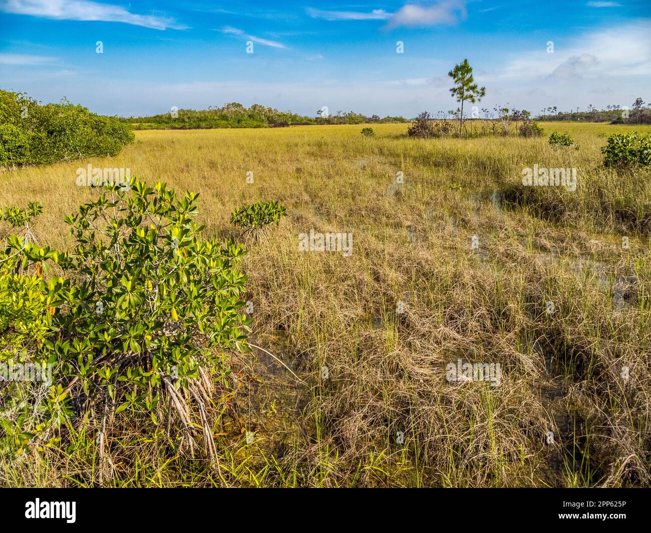 Prateria Sawgrass nell'area di Mahogany Hammock del Parco Nazionale delle Everglades, nel sud della Florida USA Foto Stock