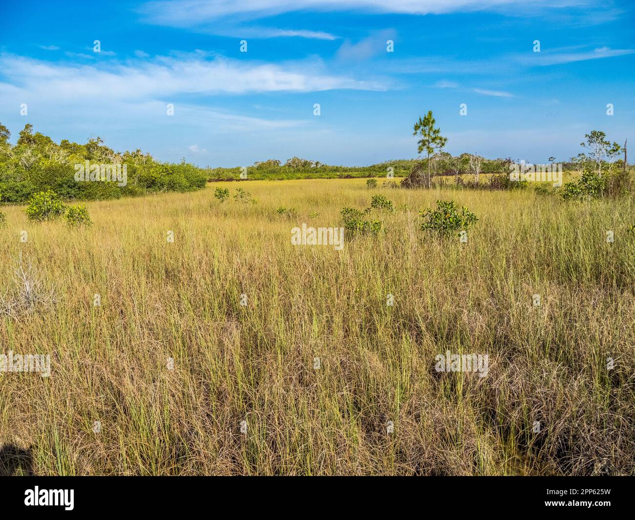 Prateria Sawgrass nell'area di Mahogany Hammock del Parco Nazionale delle Everglades, nel sud della Florida USA Foto Stock