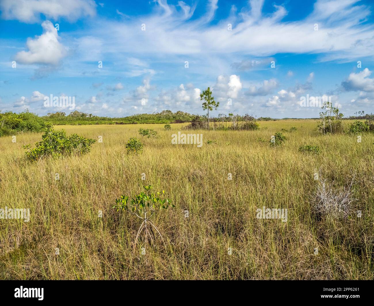 Prateria Sawgrass nell'area di Mahogany Hammock del Parco Nazionale delle Everglades, nel sud della Florida USA Foto Stock