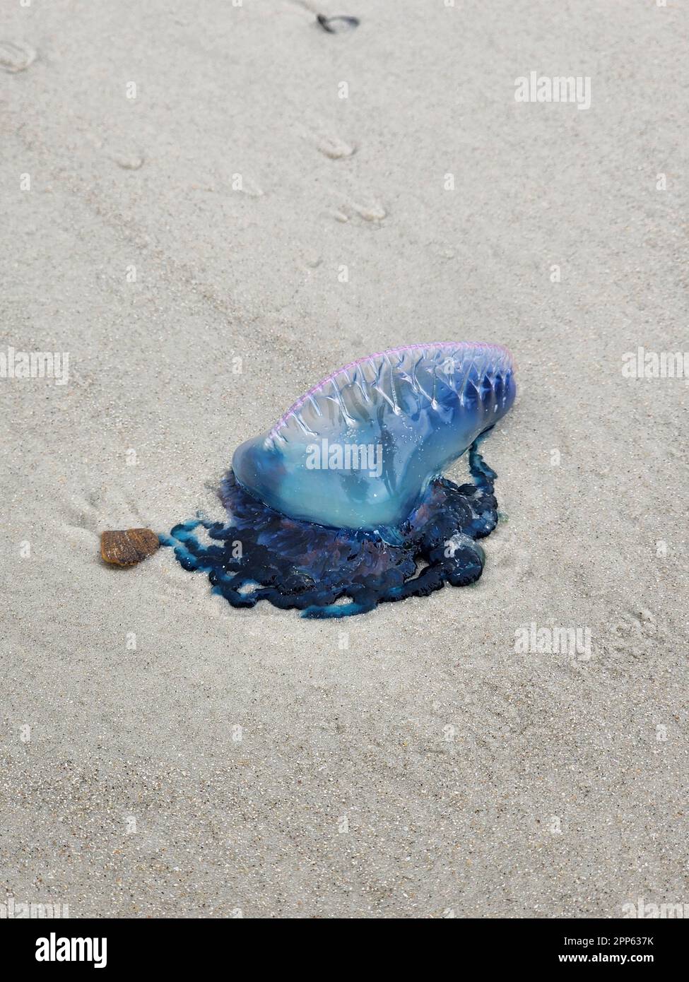 Una piccola medusa blu giacente su una costa sabbiosa, con un guscio marrone rotto nelle vicinanze Foto Stock