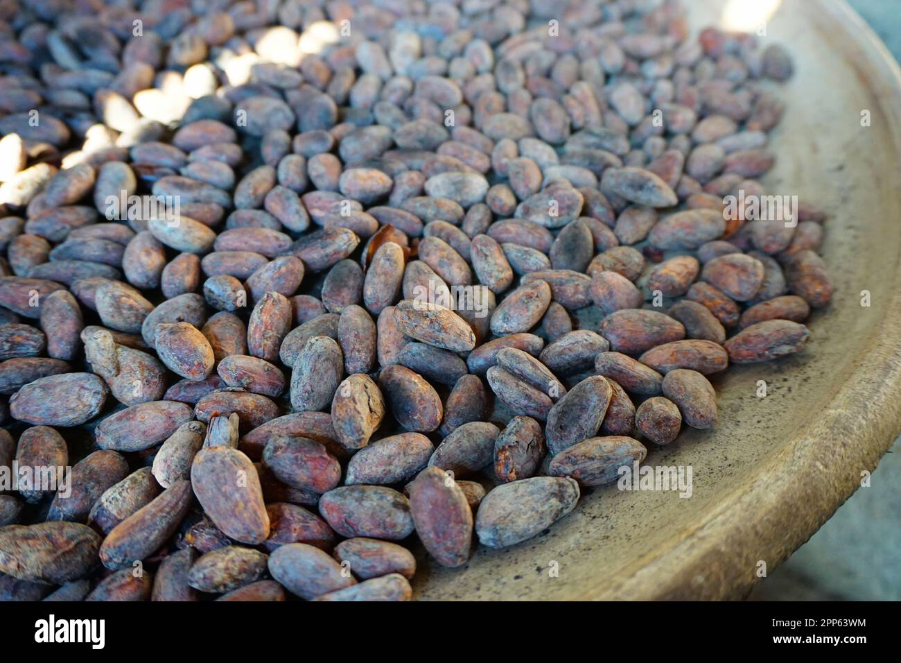 I fagioli di cacao vengono tostati su un piatto tradizionale di argilla comica in Guatemala Foto Stock