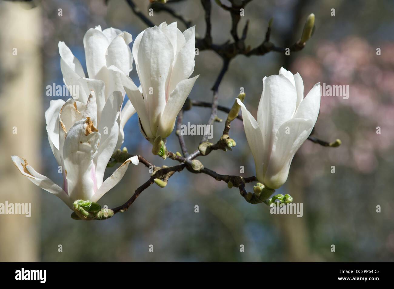 Grandi fiori bianchi primavera di piattino magnolia, Magnolia x soulangeana 'Amabilis' nel giardino del Regno Unito aprile Foto Stock