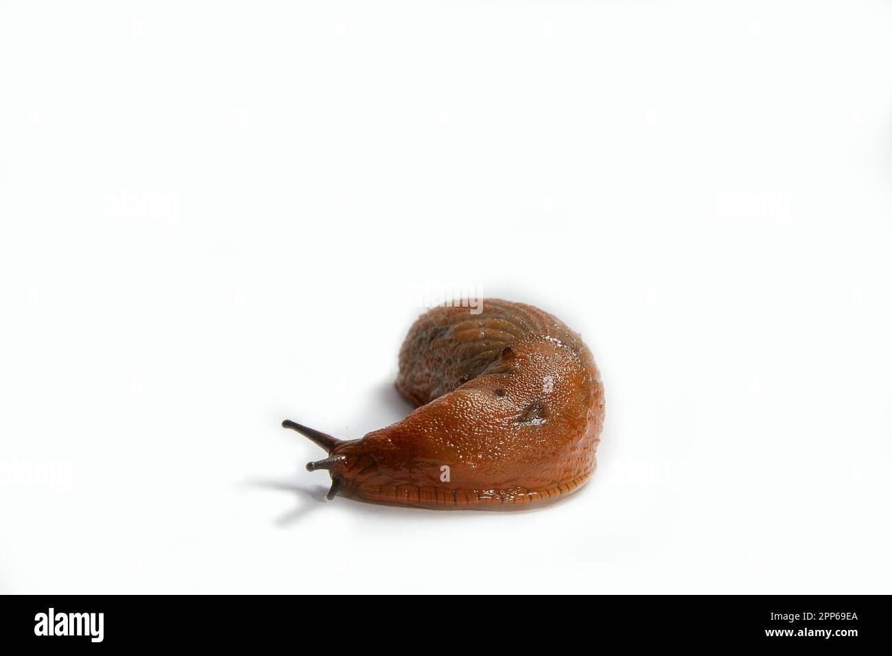 Grande spagnolo Slug Arion vulgaris. Isolato su sfondo bianco. Foto Stock