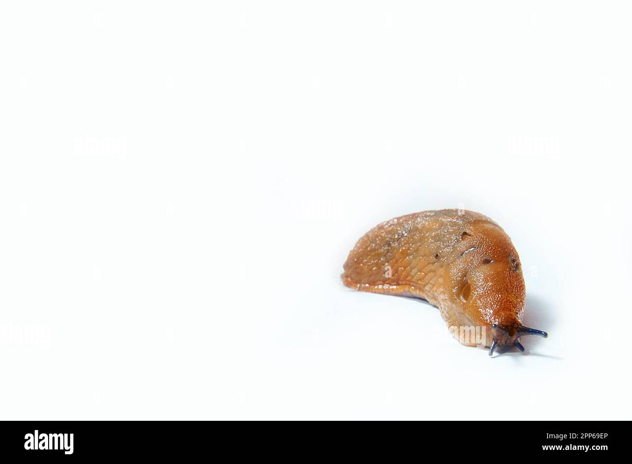 Grande spagnolo Slug Arion vulgaris. Isolato su sfondo bianco. Spazio di copia. Foto Stock