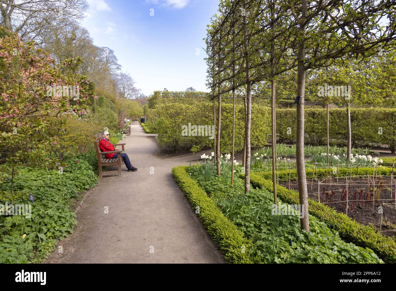Una donna seduta nella zona giardino formale in primavera, l'Alnwick Garden; Alnwick Northumberland UK Foto Stock