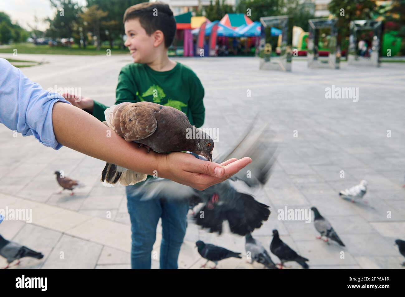 Fuoco selettivo su un piccione della roccia che alimenta il seme dell'uccello dalla mano di una donna. Bambini. Gita in famiglia. Animali selvatici. L'installazione dell'amore e della cura per Foto Stock