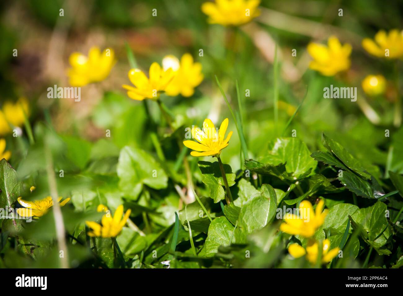Fiore giallo in primavera Foto Stock