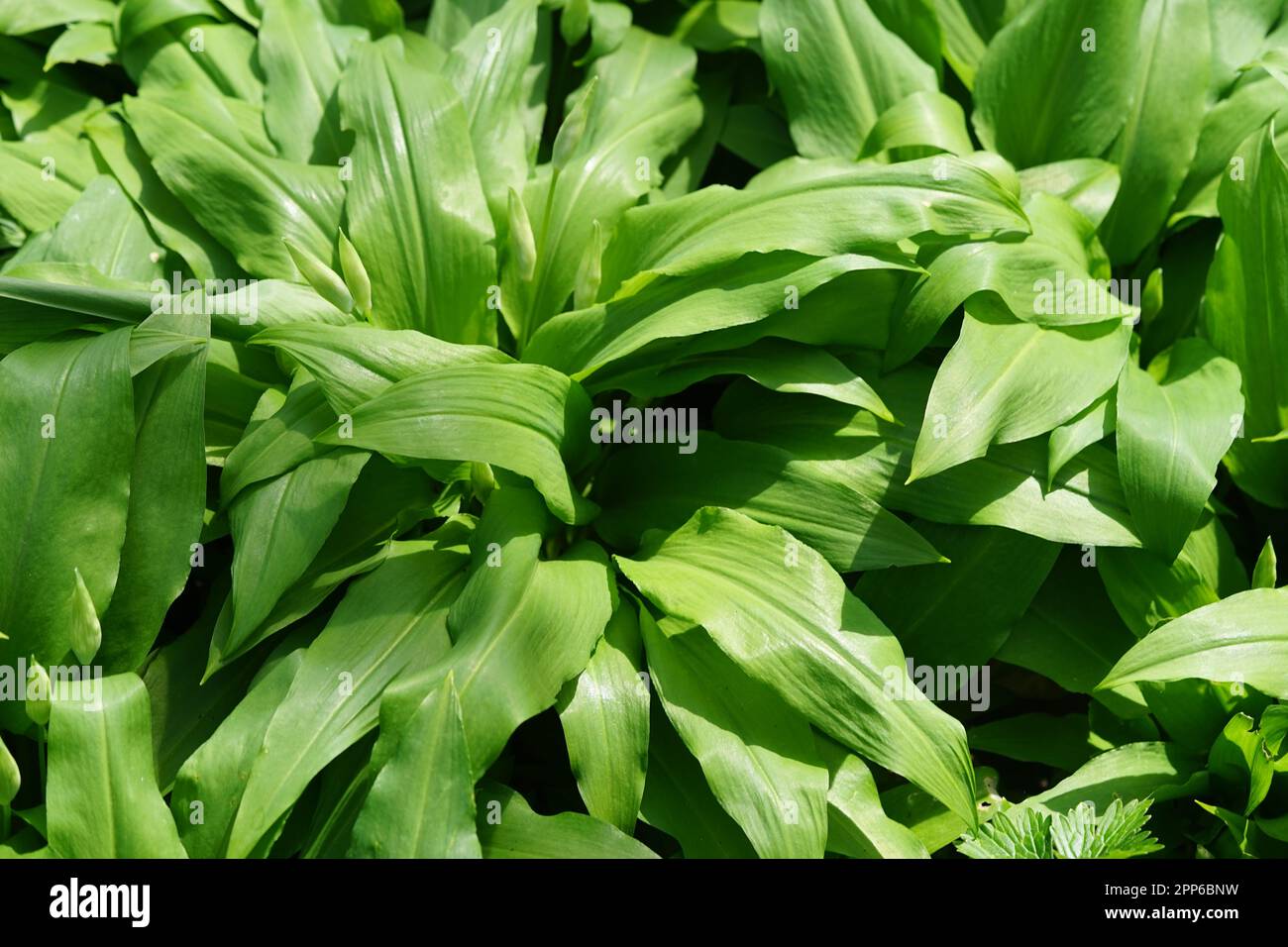 Aglio selvatico foglie grandi Foto Stock