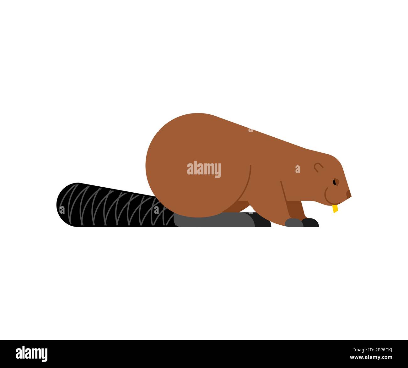 Beaver isolato. Illustrazione del vettore di roditore della palude Illustrazione Vettoriale