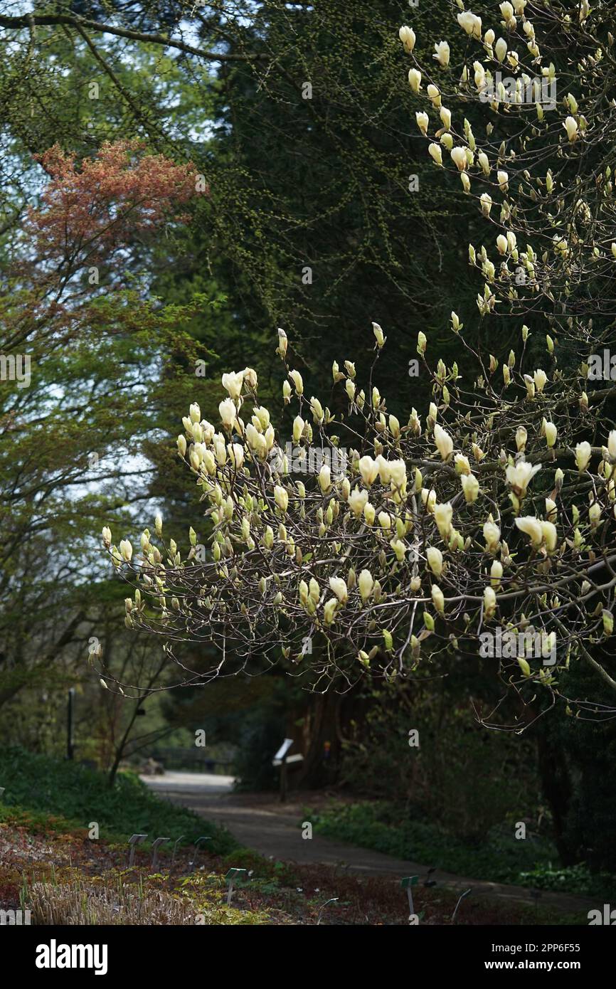 Giallo Magnolia testa di fiore in giallo, Magnoliopsida Foto Stock