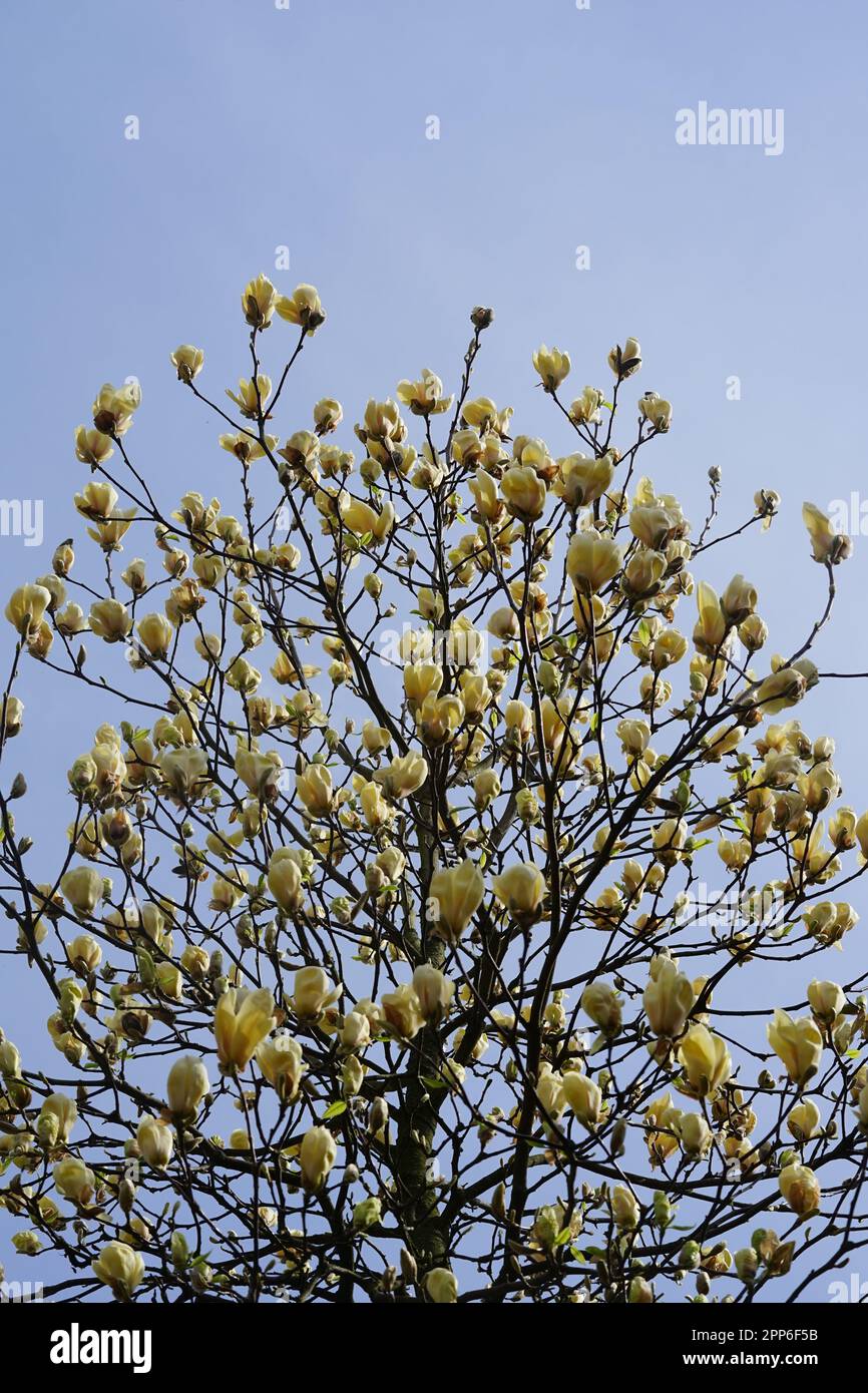 Giallo Magnolia testa di fiore in giallo, Magnoliopsida Foto Stock