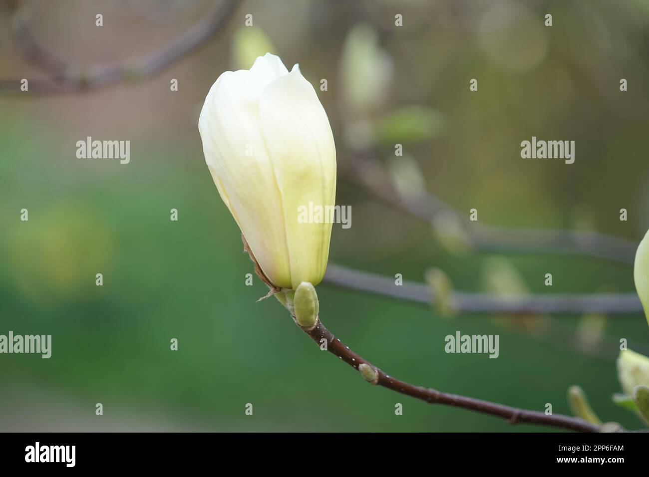 Giallo Magnolia testa di fiore in giallo, Magnoliopsida Foto Stock
