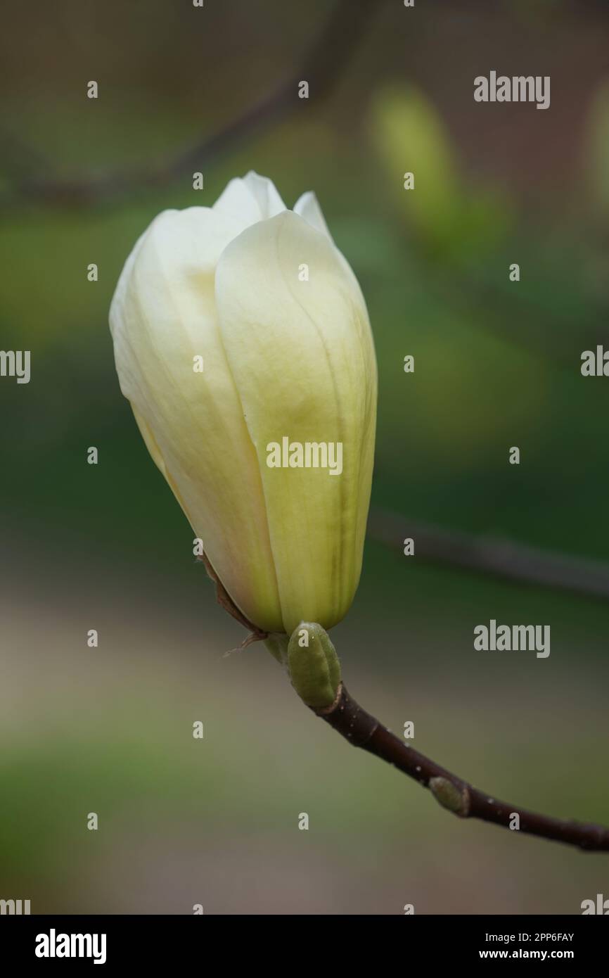 Giallo Magnolia testa di fiore in giallo, Magnoliopsida Foto Stock