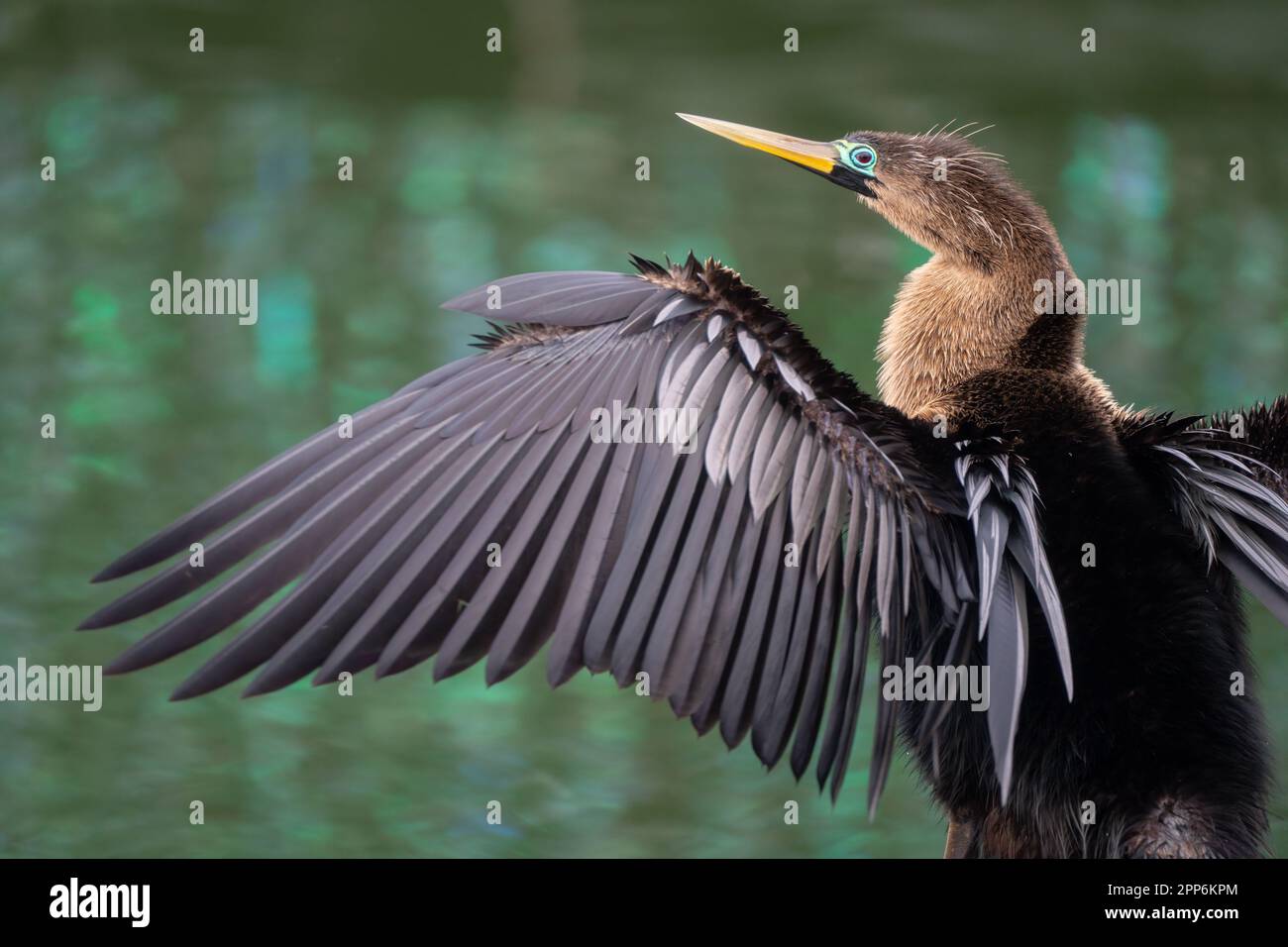 Un anhinga si distende le sue ali mentre si asciuga dopo un'immersione a Orlando, Florida. Le luci di Natale si riflettono sull'acqua sullo sfondo. Foto Stock