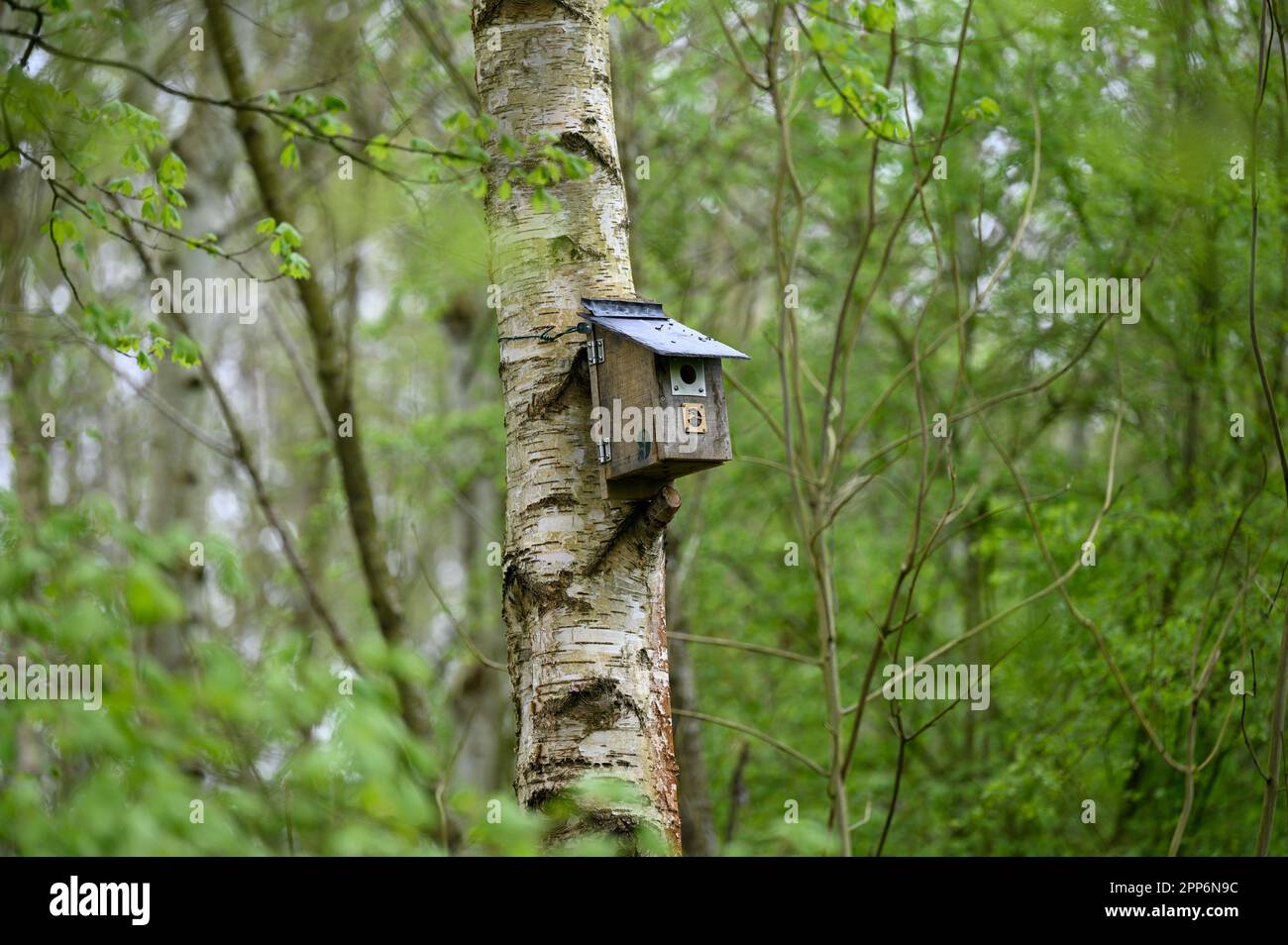 Scatole di nido di legno su alberi in una riserva naturale del consiglio per incoraggiare gli uccelli selvatici a riprodursi nella zona. Foto Stock