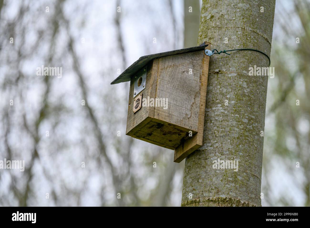 Scatole di nido di legno su alberi in una riserva naturale del consiglio per incoraggiare gli uccelli selvatici a riprodursi nella zona. Foto Stock