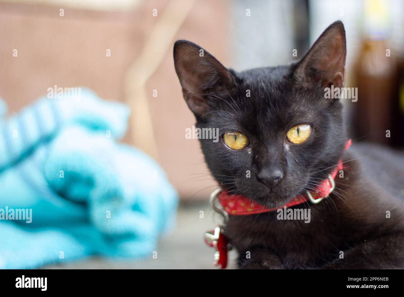 gatto nero sdraiato Foto Stock