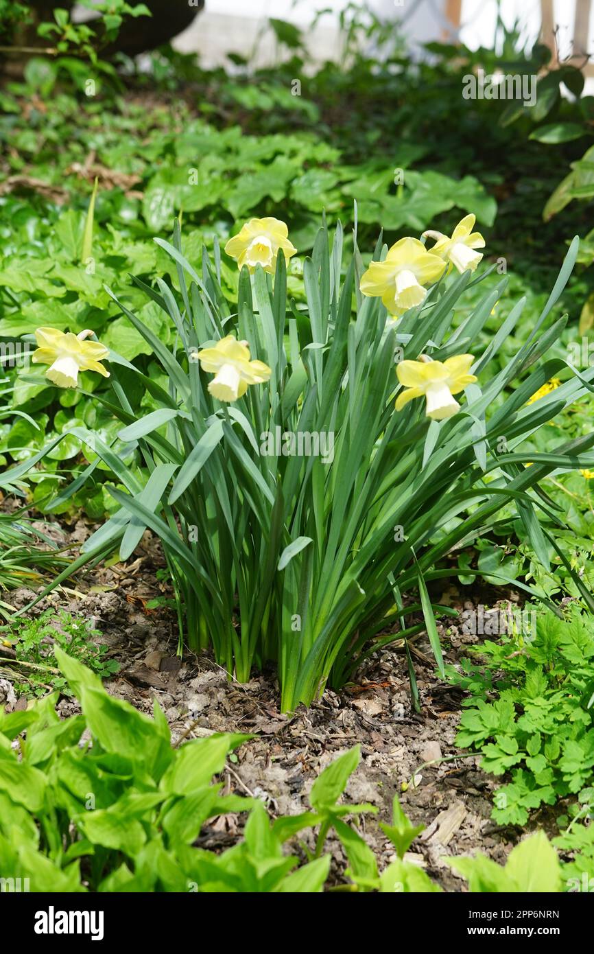 diverse varietà di narcisi, narcisi bianchi con pistili gialli all'esterno in un prato. Bloomers a primavera gialli Foto Stock