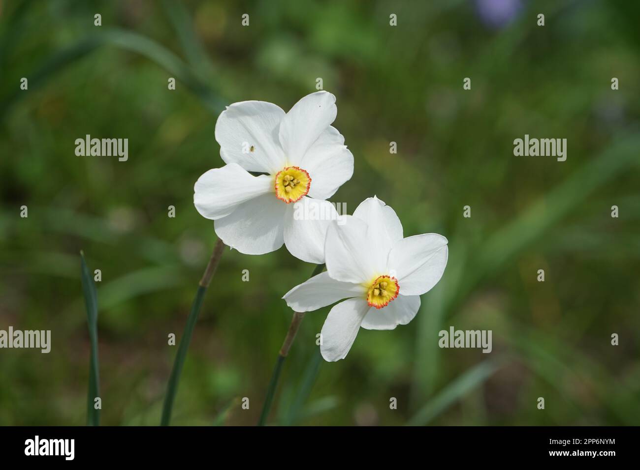 草上白水仙花, narcisi bianchi in narcisi bianchi con pistole gialle all'esterno in un prato. White Spring Bloomers Foto Stock