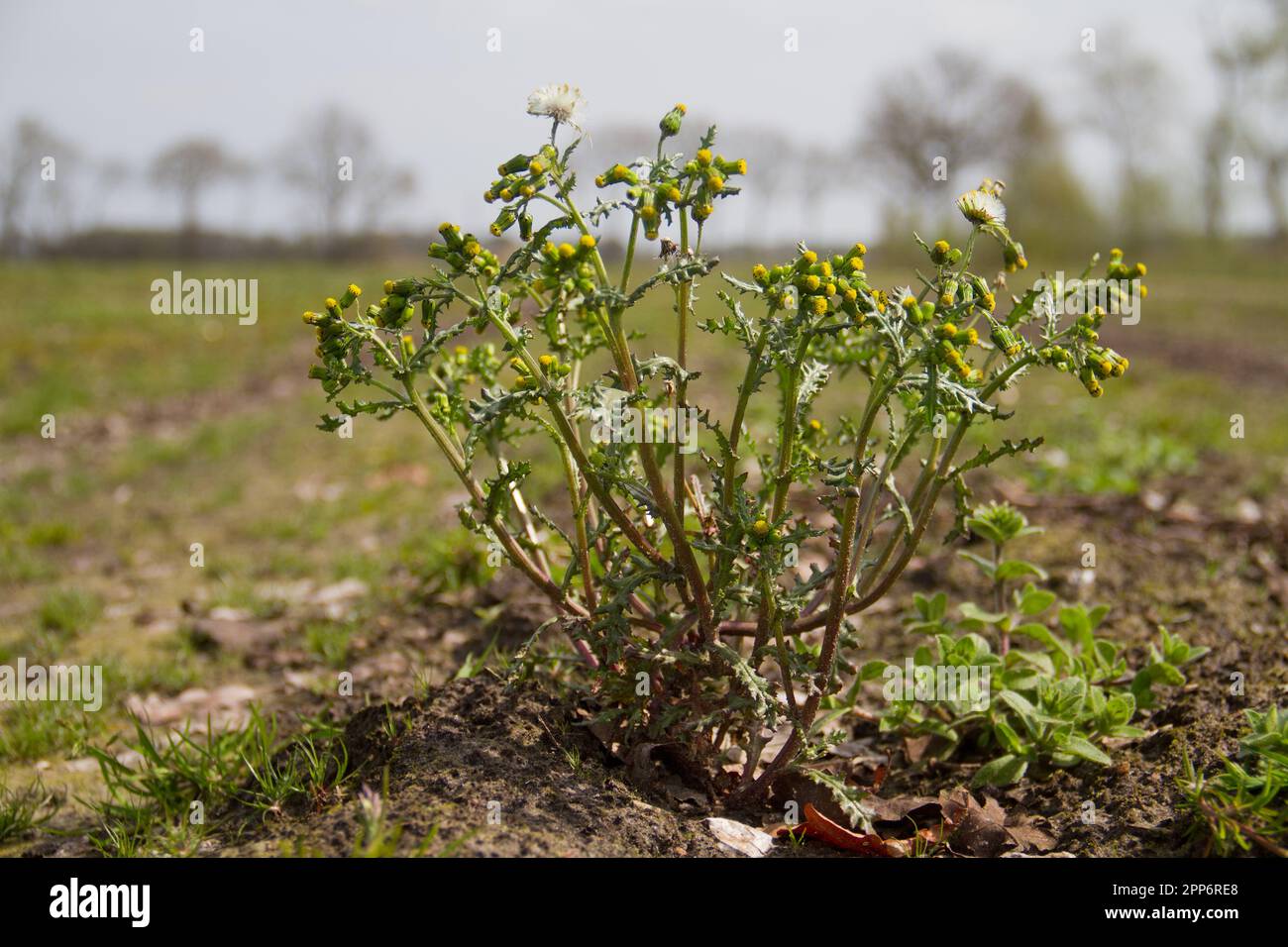 Senecio vulgaris, conosciuto anche come Groundsel e Old-man-in-the-Spring, un'erbaccia con fiori gialli su un campo agricolo Foto Stock