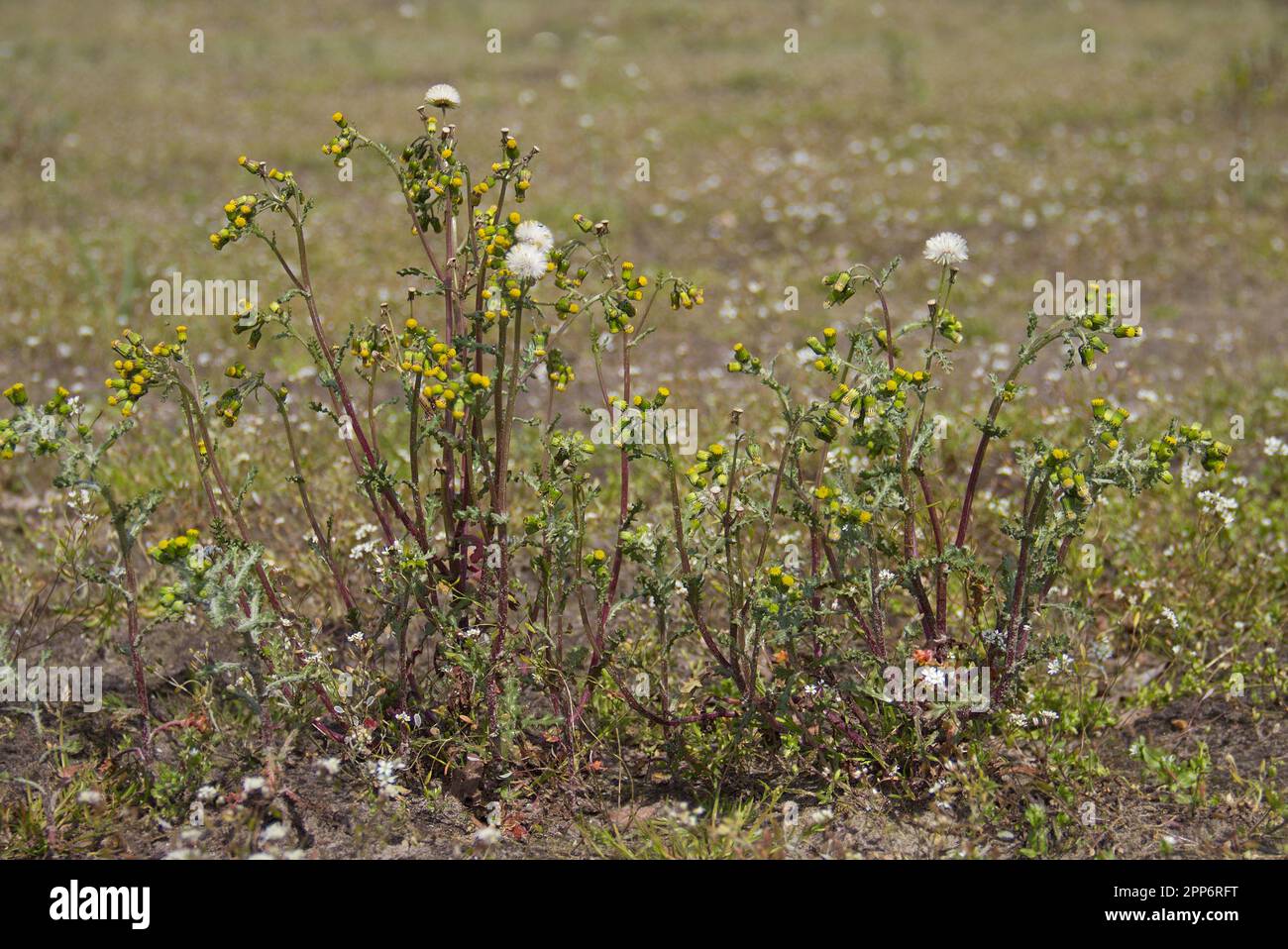 Senecio vulgaris, conosciuto anche come Groundsel e Old-man-in-the-Spring, un'erbaccia con fiori gialli su un campo agricolo Foto Stock