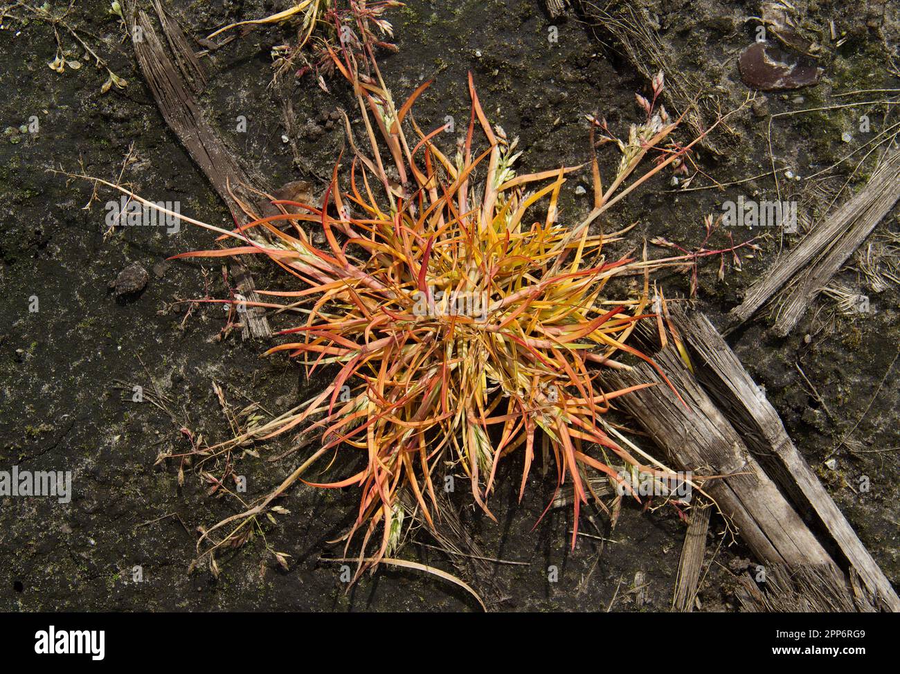 Effetto dell'erbicida glifosato spruzzato sull'erba. Foto Stock