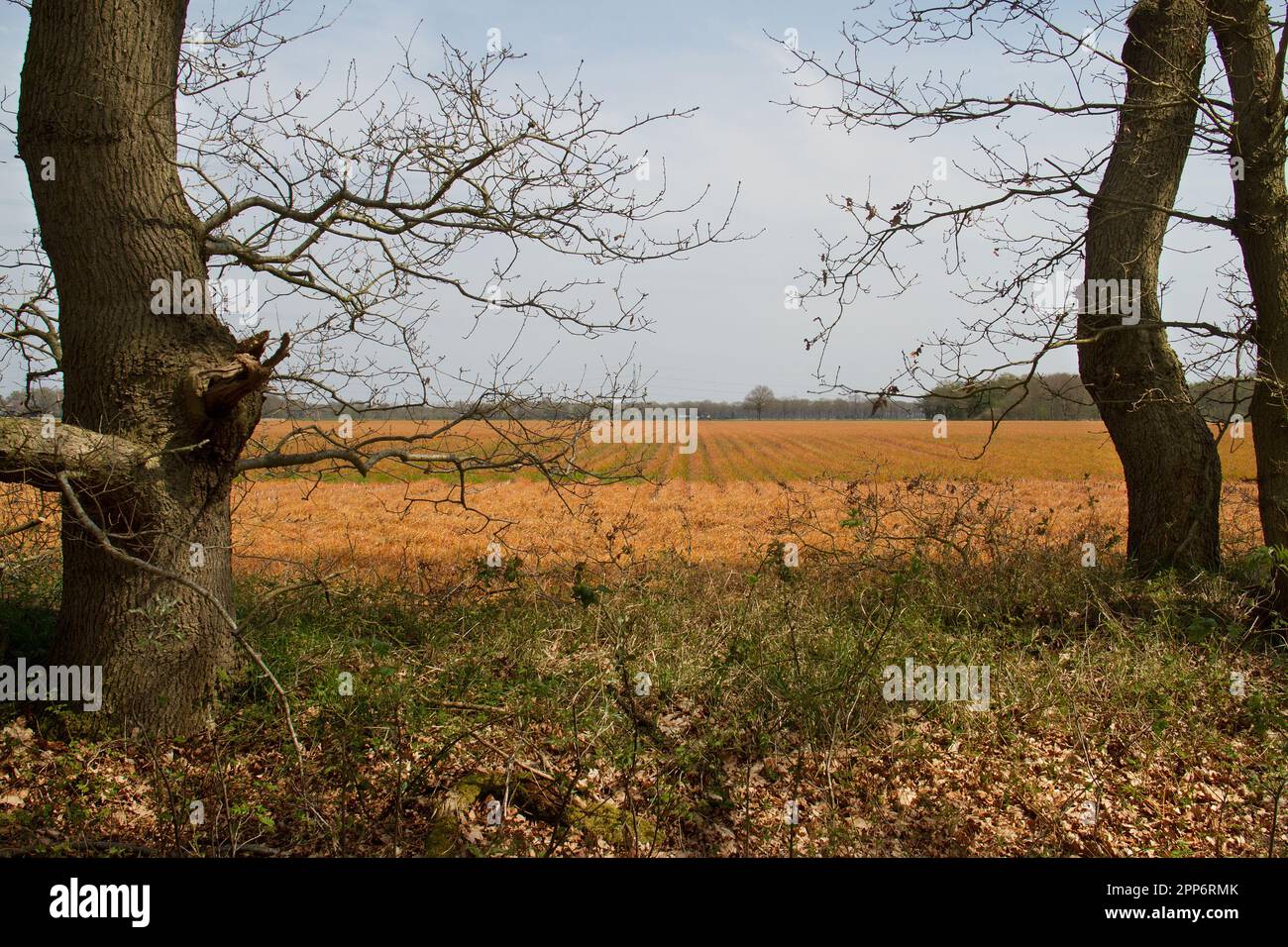Interessi contrastanti : riserva naturale adiacente al terreno agricolo sul quale l'erba è stata spruzzata a morte con glifosato Foto Stock