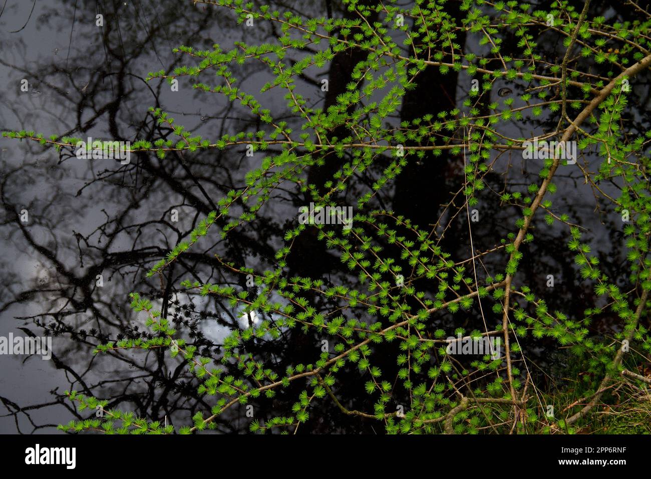 Foglie di Larice fresche e germoglianti su un ramo sospeso sull'acqua, negli alberi di fondo riflessi in acqua scura Foto Stock