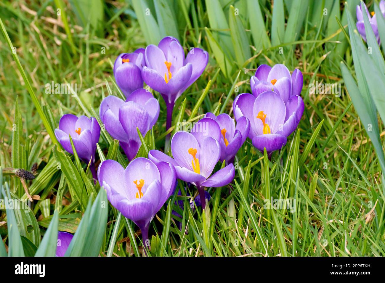 Crocus o Crocus (Crocus vernus), primo piano di un gruppo di fiori viola che crescono tra le narcisi in un parco locale. Foto Stock