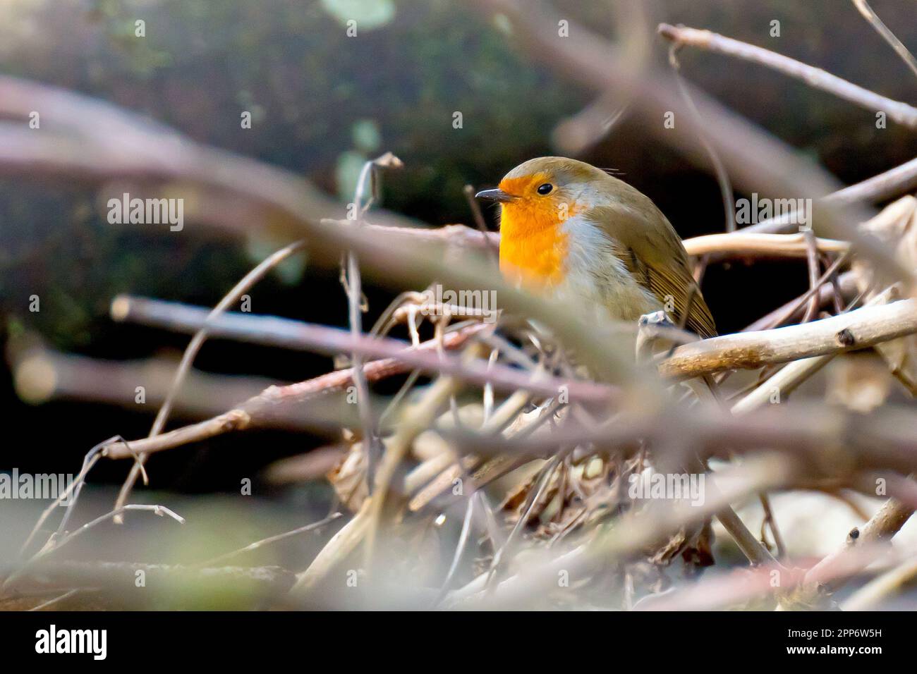 Robin (erithacus rubecula), primo piano di un unico esemplare del giardino comune e uccello boschivo seduto tra un mucchio di rami caduti. Foto Stock