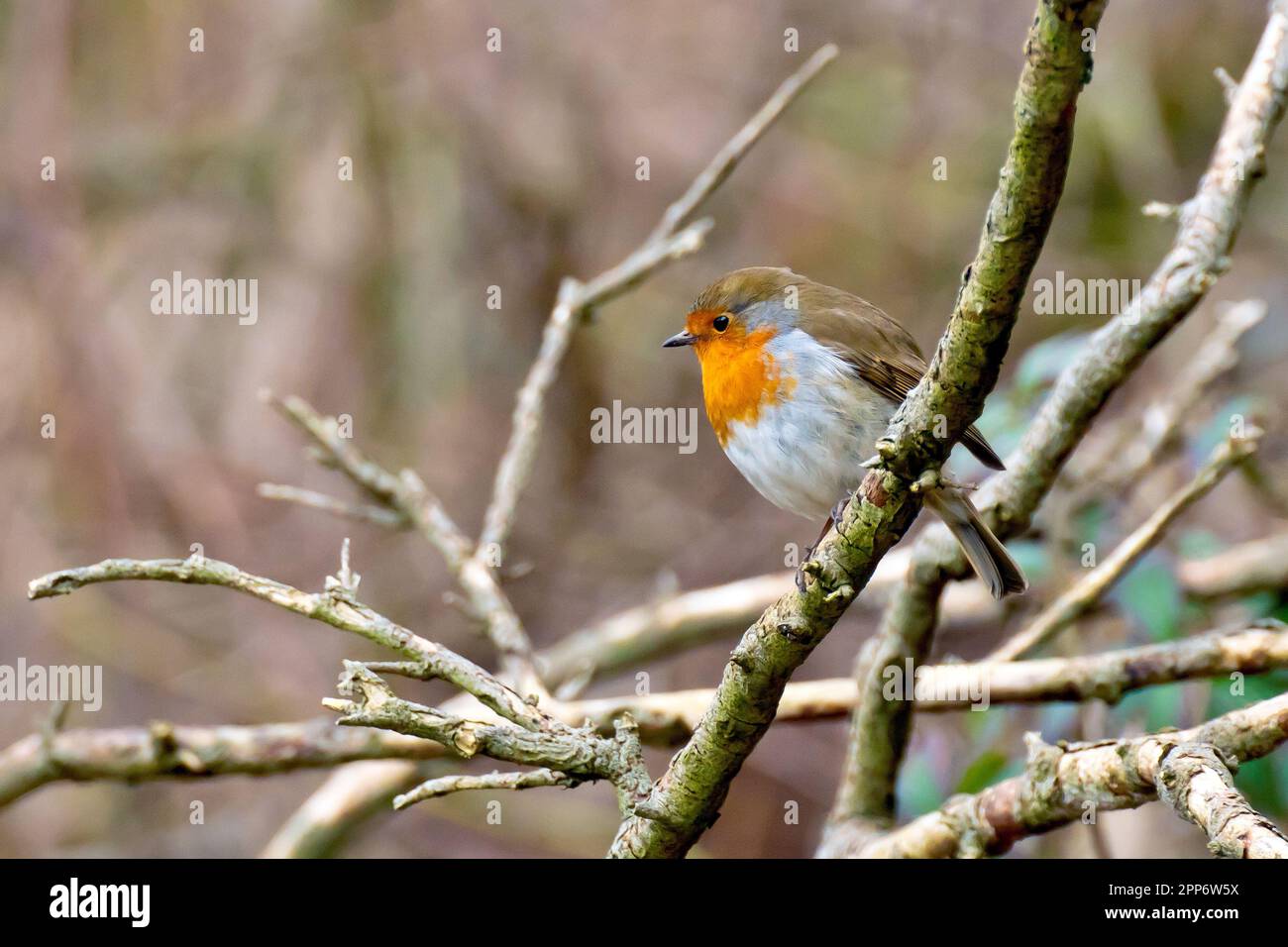 Robin (erithacus rubecula), primo piano di un unico esemplare del giardino comune e uccello boschivo arroccato sul ramo di un albero. Foto Stock