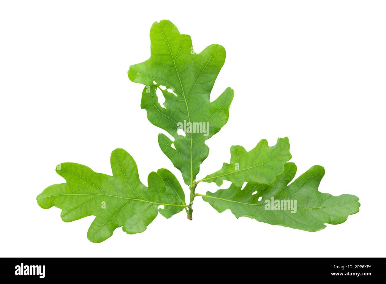 Rametto di foglie di quercia verde isolato su sfondo bianco. Il file contiene il percorso di ritaglio Foto Stock