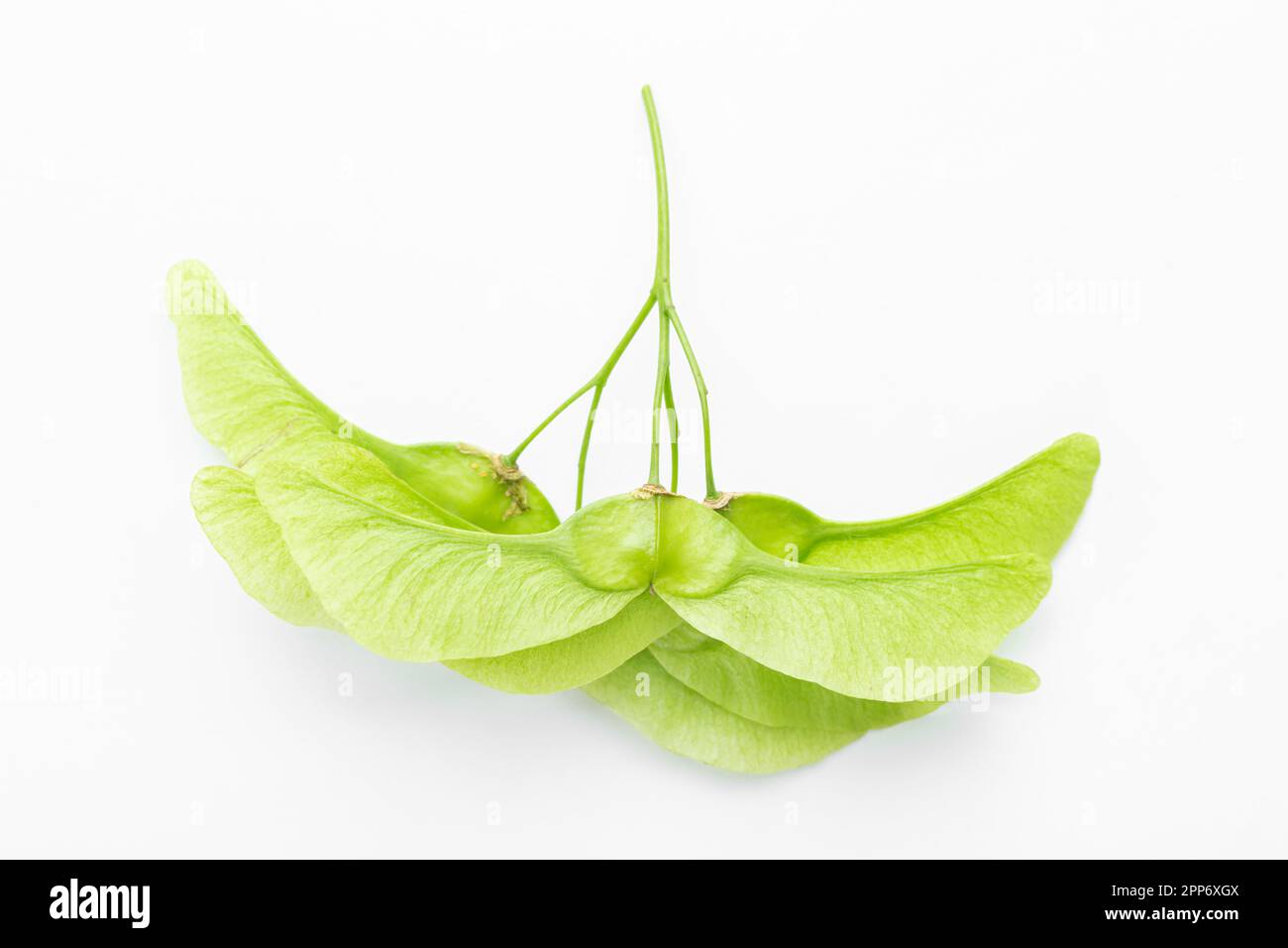 Fogliame di leonfishs verde acero su uno sfondo bianco. La consistenza della fioritura è chiaramente visibile Foto Stock