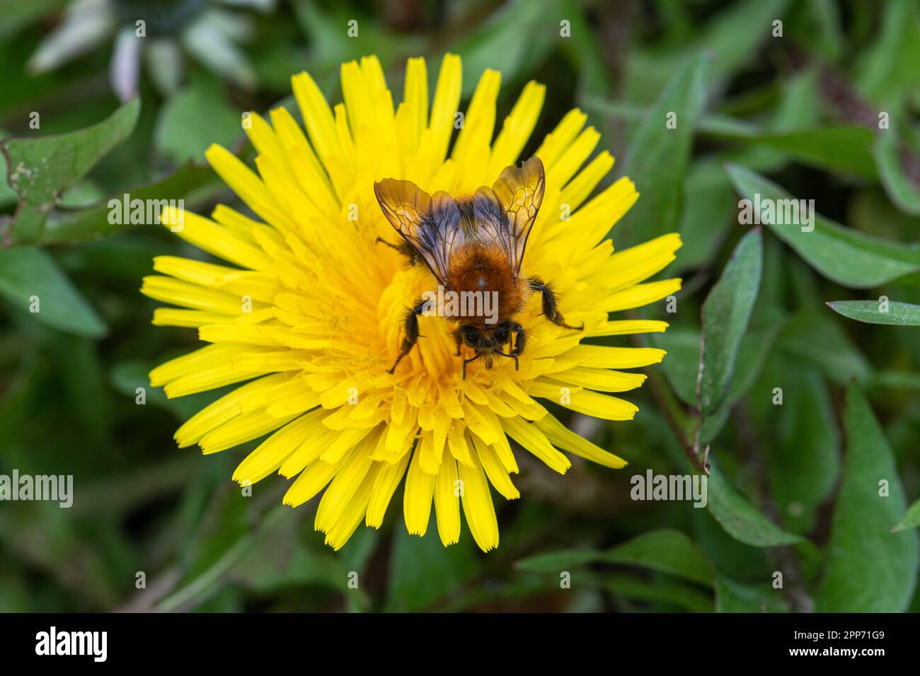 Ape comune di cardi (Bombus pascuorum), un bumblebee, che si nectara su un fiore comune di dente di leone (Taraxacum officinale), Inghilterra, Regno Unito Foto Stock