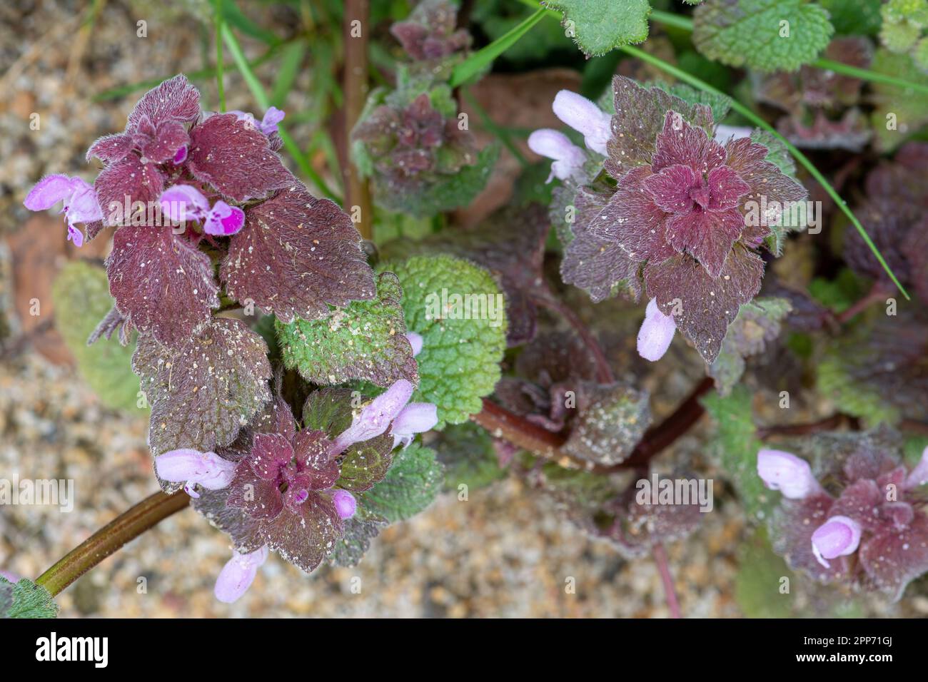 Fiore selvatico rosso (Lamium purpurpureum), Regno Unito Foto Stock