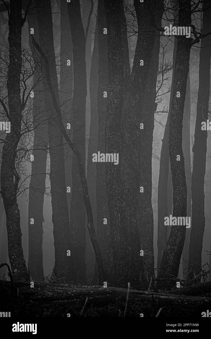 Geitzbusch foresta fantasma in pioggia e nebbia, alta riserva naturale di fens, Belgio Foto Stock