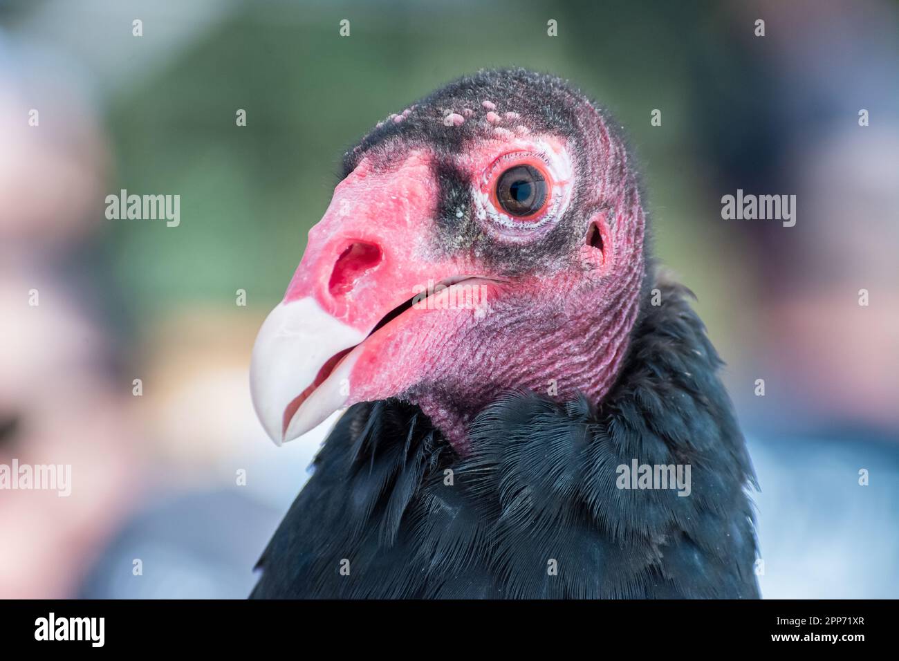 Ojai, California, 4 novembre 2018 — primo piano di un avvoltoio tacchino (aura catartes) nominato bello preso durante una casa aperta pubblica presso il centro Raptor di Ojai. Foto Stock