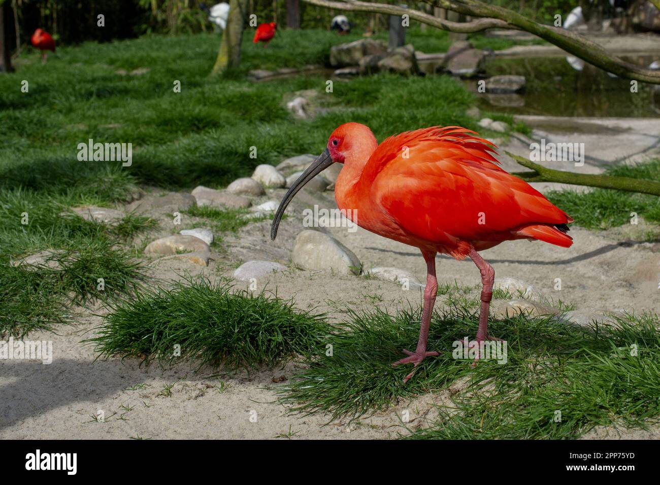 Scarlet ibis. Eudocimus ruber. Animali selvatici. Foto di alta qualità Foto Stock