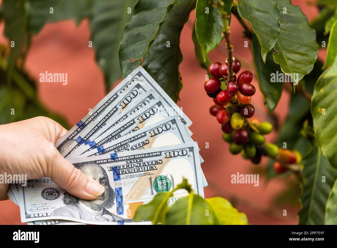 Commercio del caffè, dollari USA, costi di produzione, mercato, esportazione del caffè, importazione, prezzi in aumento Foto Stock