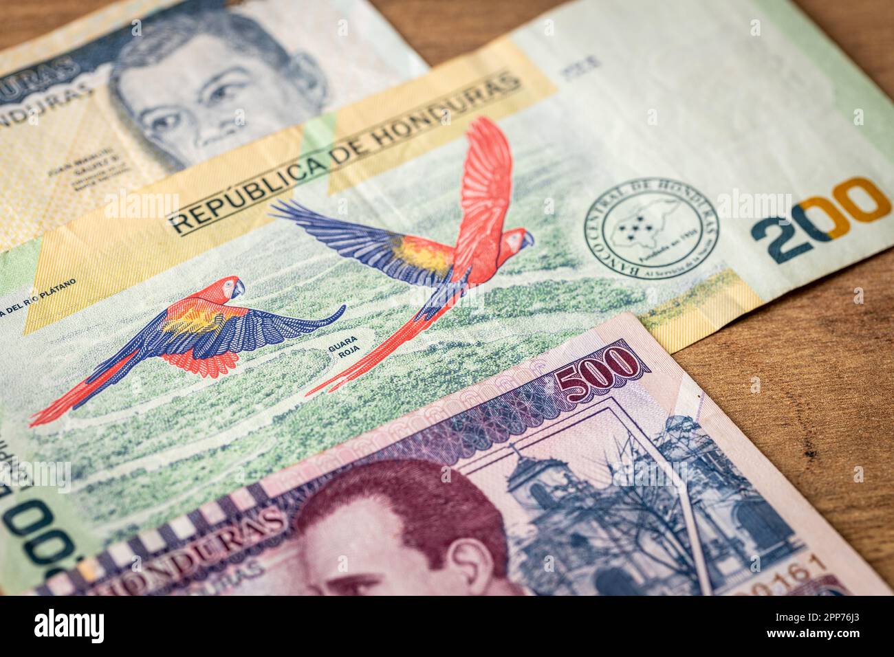 Moneta dell'Honduras, banconote lempiras, i tagli più alti circolanti, concetto finanziario, primo piano, scarlatto pappagallo macaw Foto Stock