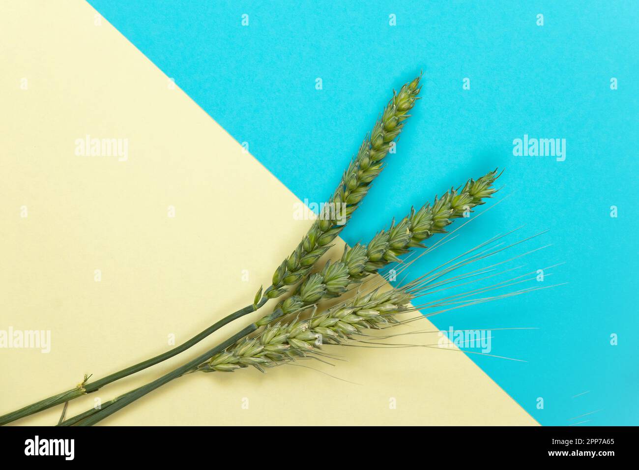 rami di grano verde con campo giacono su uno sfondo blu-giallo Foto Stock