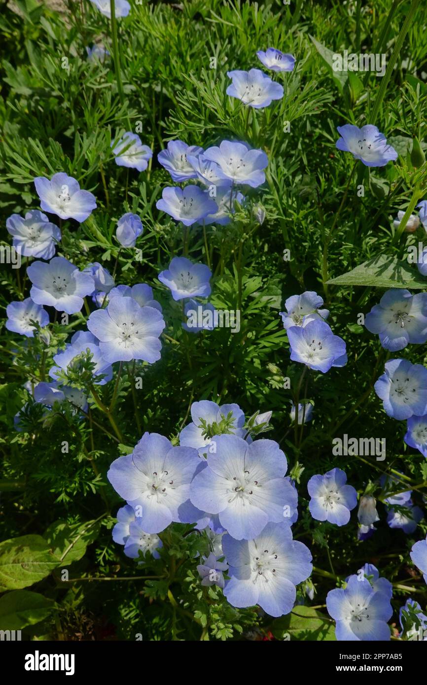 Baby Blue Eyes ( Nemophila menziesii ) cresce in un giardino domestico della California Foto Stock
